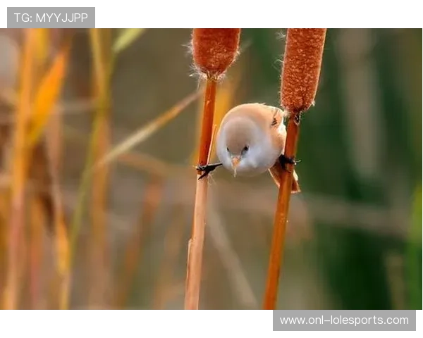 足球球星的鸟类昵称背后隐藏的趣味故事与文化解读